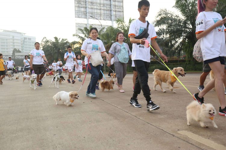 Suasana kegiatan acara jalan santai dengan anjing kesayangan di Pet Kingdom Alam Sutera, Tangerang, Banten, Minggu (25/02/2018). Sejauh 2 kilometer ditempuh oleh ratusan para peserta jalan santai di kawasan Alam Sutera Tangerang, Banten.