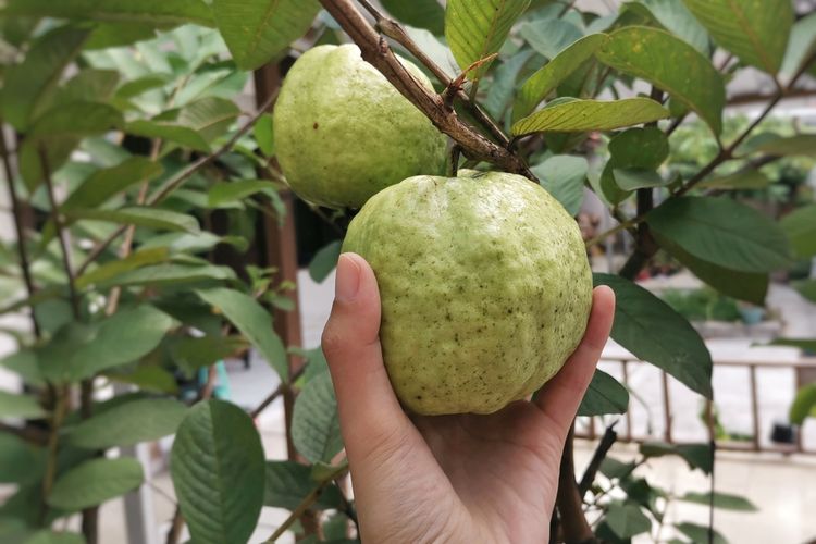 Ilustrasi jambu kristal, menanam jambu kristal.