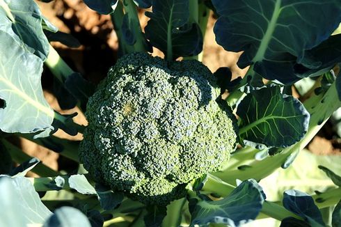 Cara Menanam Brokoli dari Batang, Mudah untuk Pemula