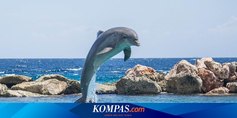 Serba Serbi Hewan 5 Cara Lumba Lumba Berkomunikasi Halaman All Kompas Com