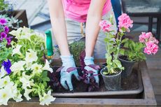 Mengenal Container Garden serta Kelebihan dan Kekurangannya