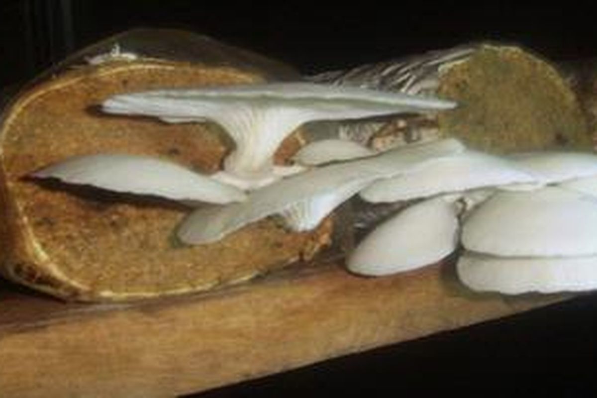 Budi daya jamur tiram