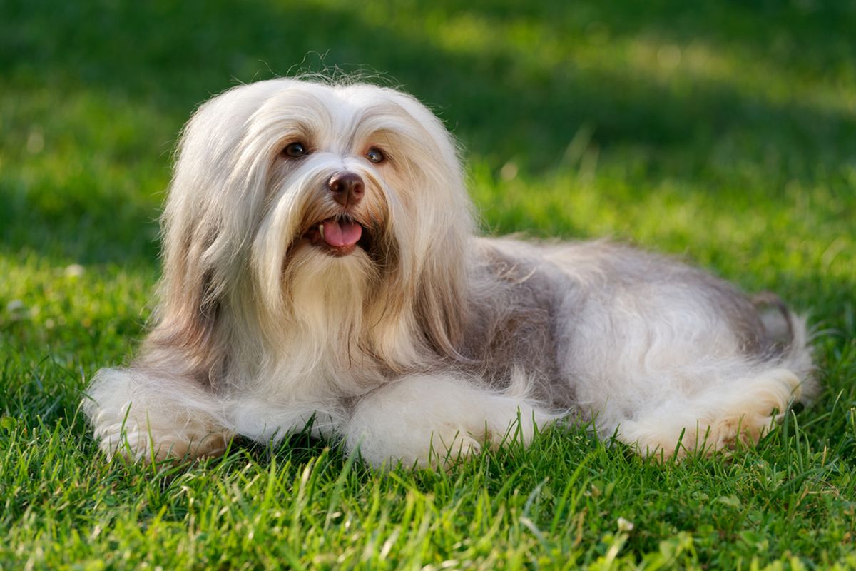 Ilustrasi anjing Havanese. 