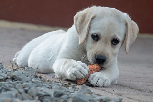 5 Makanan dan Minuman Beracun yang Tidak Boleh Diberikan pada Anjing