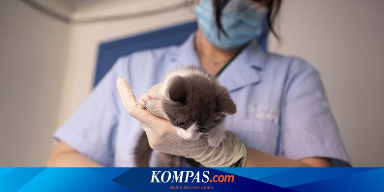 Perusahaan China Klaim Berhasil Kloning Seekor Kucing Untuk Pertama Kali Halaman All Kompas Com