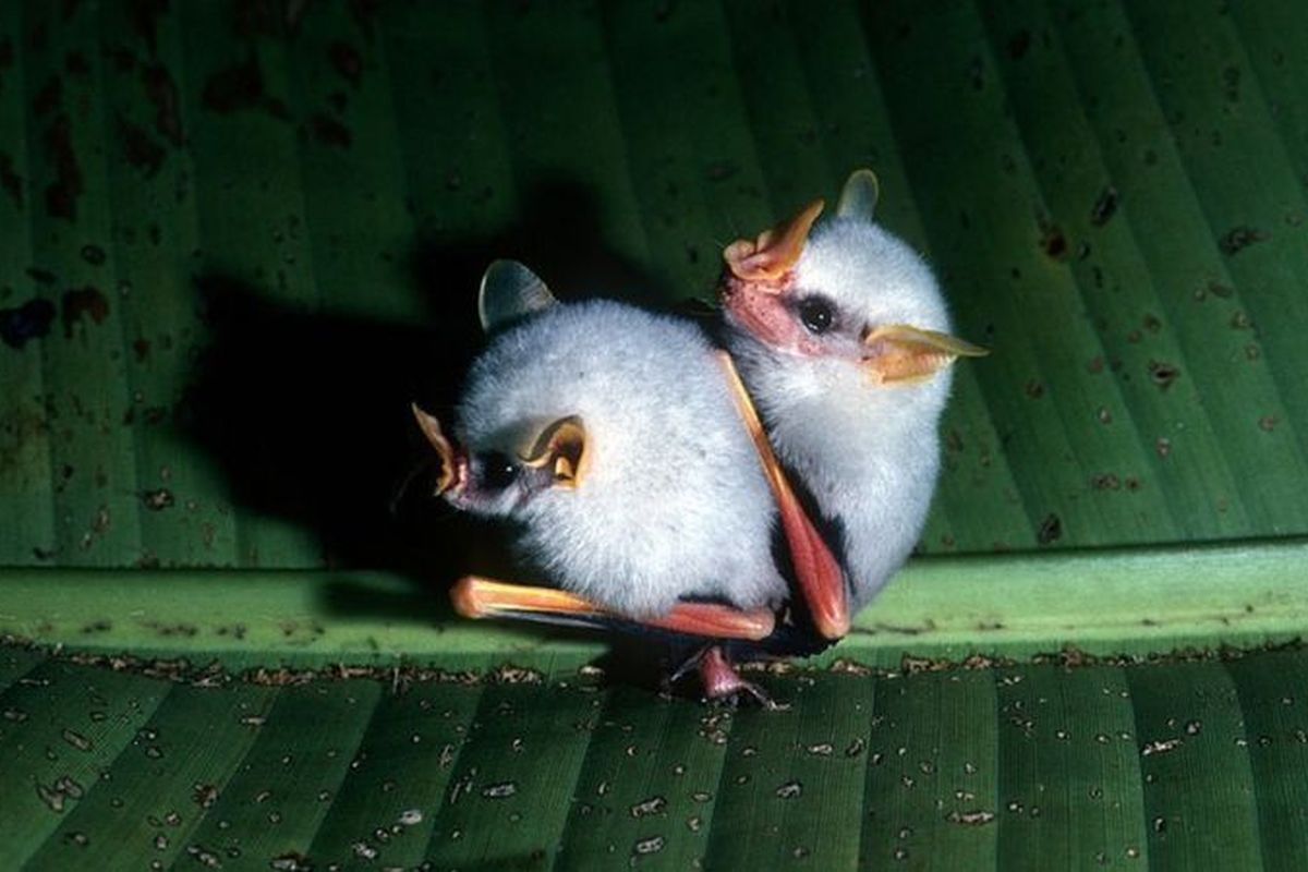 Kelelawar 'imut' ini bernama latin Ectophylla alba, yang juga dikenal sebagai kelelawar putih Honduras atau kelelawar pembuat tenda Karibia.