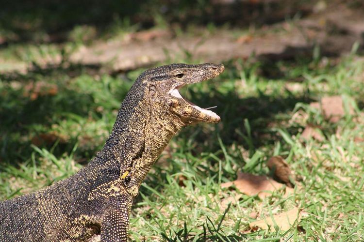 10 Fakta Biawak, Apakah Menggigit?