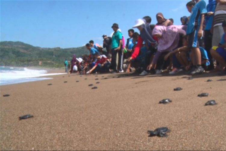 Yuk Ikut Melepas Tukik Di Pantai Kili Kili Trenggalek