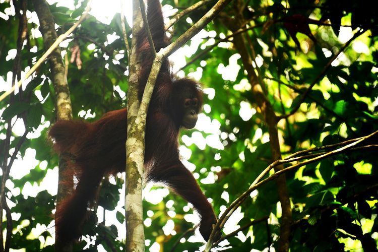 Usai Rehabilitasi 6 Tahun, Tiga Orangutan Korban Peliharaan Ilegal Kembali ke Hutan Kaltim