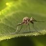 Cara Mengusir Nyamuk di Pot Tanaman Teras Rumah