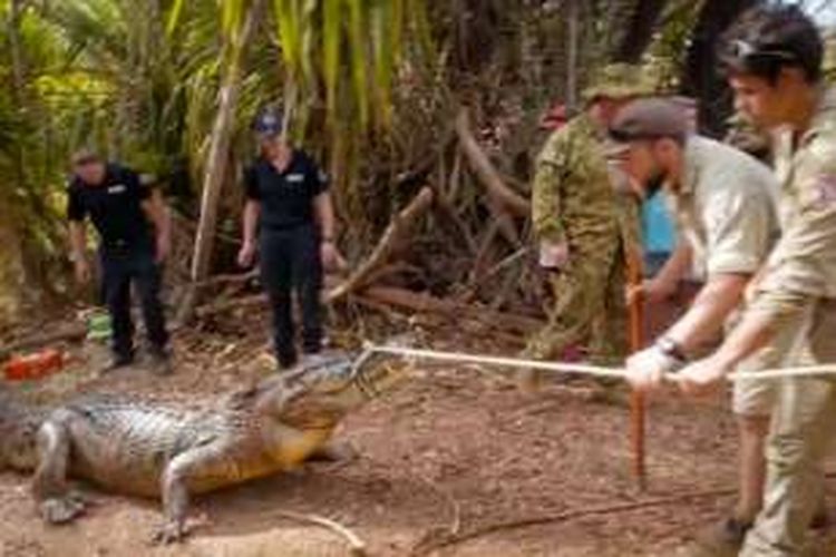 Aparat kepolisian Northern Territory, Australia tengah berusaha menangkap seekor buaya besar yang dikabarkan kerap memangsa ternak milik warga.
