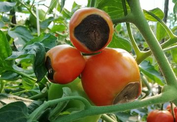 4 Cara Mencegah Tomat Busuk di Pohon