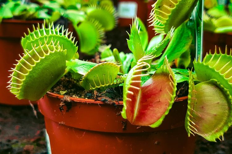 Ilustrasi tanaman venus flytrap. 