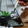 5 Jenis Tanaman Terrarium dengan Perawatan Mudah