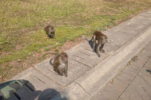 Monyet Berkeliaran di Kawasan PIK Jadi Hiburan Baru Warga
