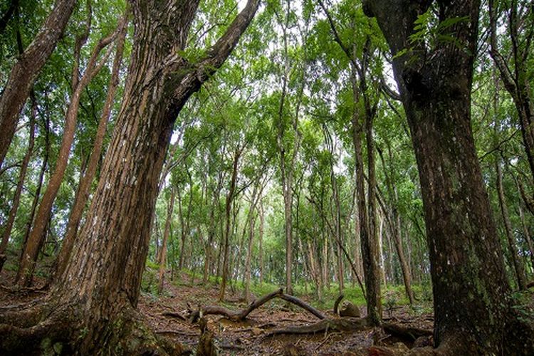 Kawasan Suaka Margasatwa Paliyan.