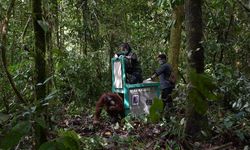 Selesai Rehabilitasi, 5 Orangutan Dilepasliarkan di Hutan Kalimantan Tengah