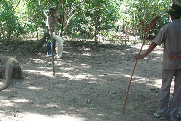 Ranger atau jagawana di Pulau Komodo, Kabupaten Manggarai Barat, Nusa Tenggara Timur, Rabu (1/6/2011).