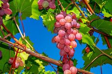 Cara Menanam Anggur dari Batang agar Pertumbuhannya Cepat