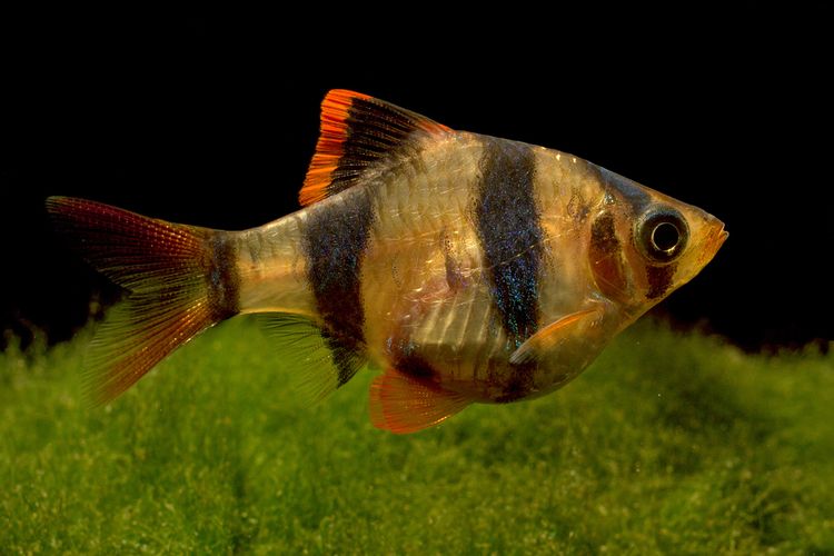 ikan tiger barb