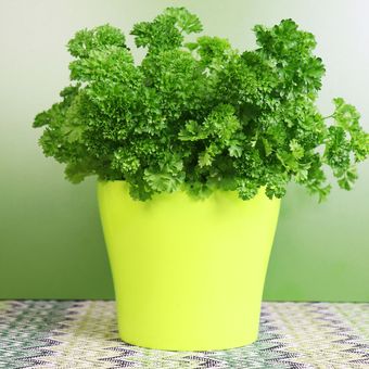 Ilustrasi tanaman parsley di pot. 
