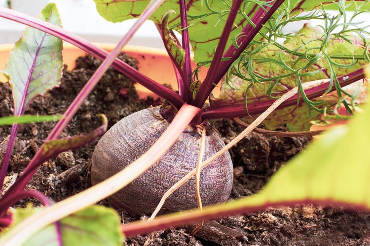 Ilustasi menanam buah bit.