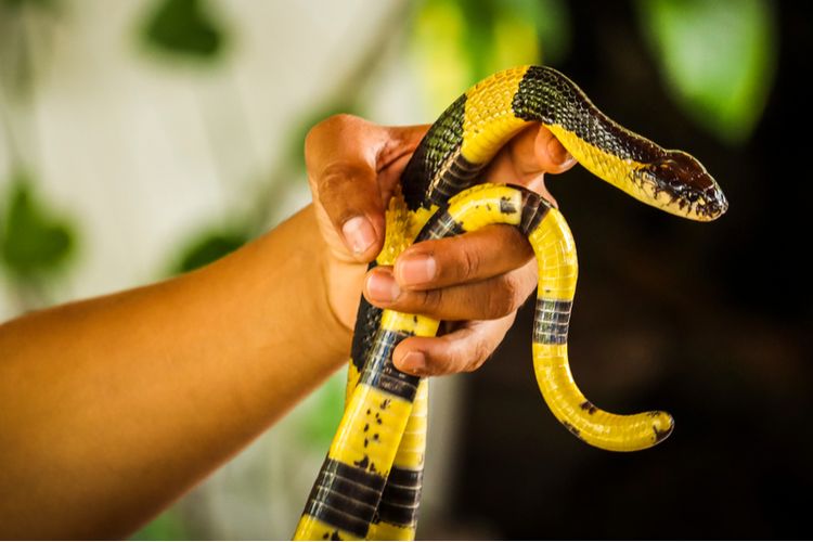 A banded krait (Bungarus fasciatus).