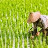 Pada Peringatan Hari Pangan Sedunia, FAO Ingatkan 4 Hal Ini