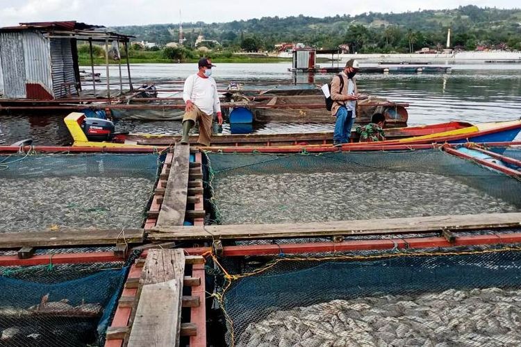 Bangkai ikan di KJA milik warga yang berada di perairan Danau Toba, Jumat (23/10/2020)