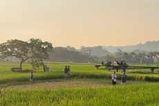 Serunya Sore di Pohon Pengantin, Petarung Layangan Beradu Ketangkasan