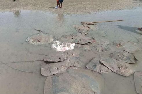 Warga Berebut Ratusan Ikan Pari yang Terdampar di Pantai Babel