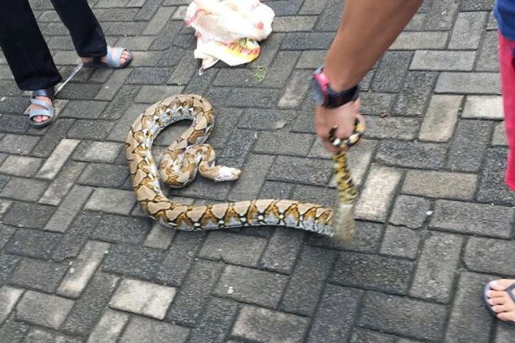 Warga Perumahan Bumi Serpong Residence, Pamulang, Tangerang Selatan, menangkap ular sanca sepanjang sekitar 5 meter, Sabtu (28/2/2020) dini hari.