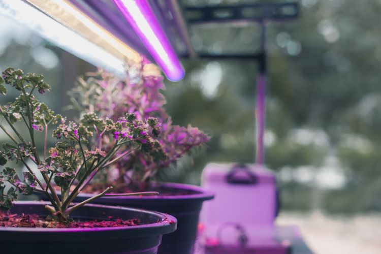 Ilustrasi lampu LED untuk membantu pertumbuhan tanaman.