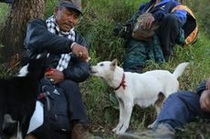 Kisah Jono dan Joni, Dua Anjing Pemandu Pendaki di Gunung Agung