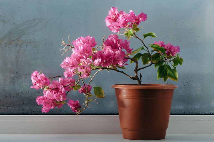 Ilustrasi tanaman hias bunga bugenvil di dalam ruangan. 