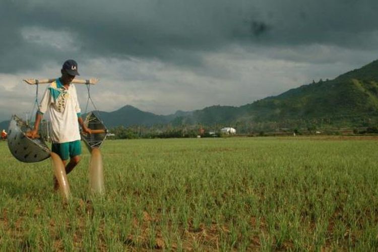 Petani bawang merah di Lambu, Kabupaten Bima, Nusa Tenggara Barat sedang menyiram tanaman bawang merah menggunakan boru, Senin (4/3/2013). Sebagian petani bawang merah di Lambu mulai beralih dari penggunaan benih umbi menjadi benih biji yang hemat biaya produksi dan memberikan panen lebih banyak.  

