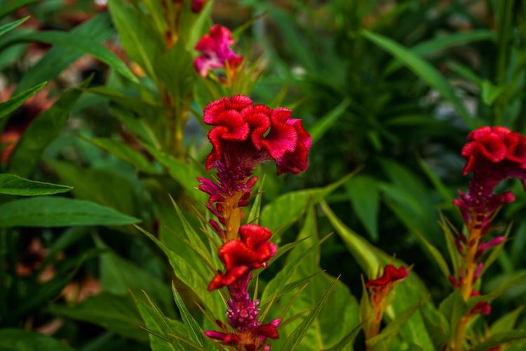Tanaman jengger ayam, Celosia cristata 