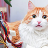 Tips agar Kucing Berhenti Menggigiti Kabel 