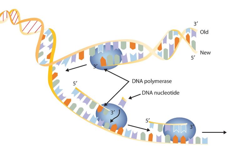 Sintesis DNA adalah contoh reaksi endergonik