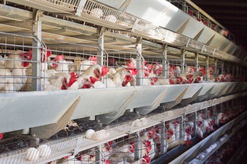 Fasilitas Pembiakan dan Penetasan Telur Ayam Diresmikan di Yogyakarta