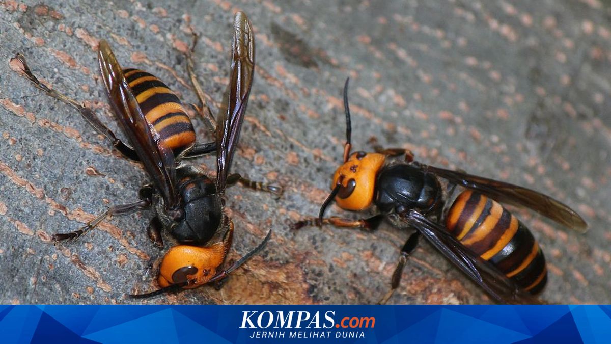 Petugas Damkar Kediri Dilarikan ke RS akibat Sengatan Tawon Vespa ~WR

Klik untuk baca: