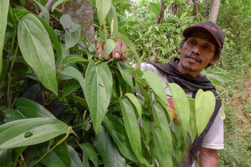 Kemukus, Si Emas Hitam yang Pernah Berjaya di Jalur Rempah Nusantara, Kini Mulai Langka