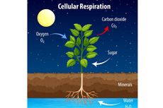 Apakah Tumbuhan Bernapas?