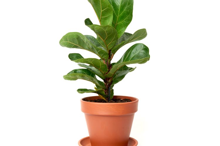 Ilustrasi tanaman hias ara biola atau fiddle leaf fig di dalam pot. 