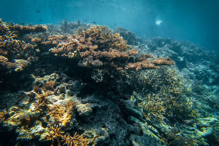 Keindahan terumbu karang di spot Lava Flow di dekat Banda Neira, Maluku. 