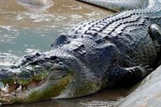 Perahu Terbalik, 2 Pria Australia Berenang di Sungai yang Penuh Buaya