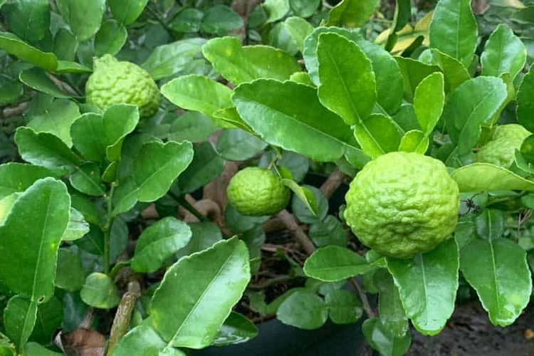 Jeruk purut atau Citrus hystrix