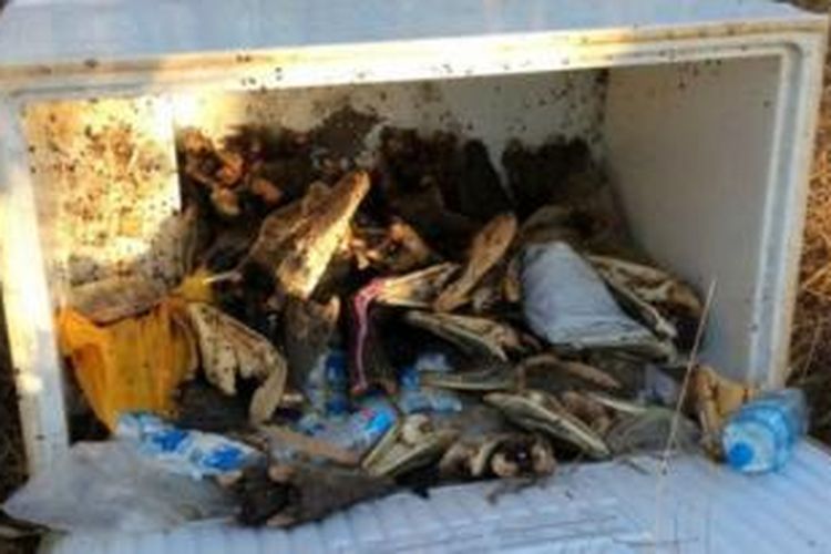 Sebuah lemari es rusak berisi puluhan kepala buaya air asin yang dilindungi, ditemukan di sebuah tempat sampah di kota Humpty Doo, Northern Territory, Australia, Minggu (2/8/2015).