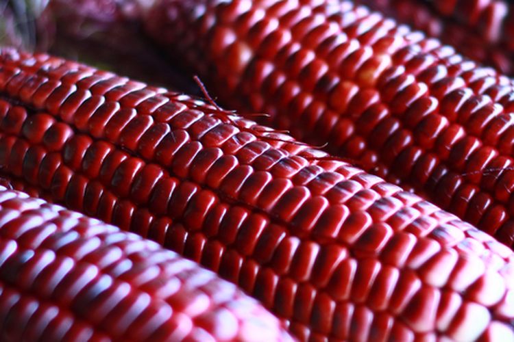 Ilustrasi jagung pulut atau jagung ketan hitam.