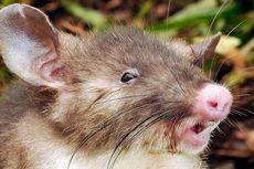 Tikus Hidung Babi Ditemukan di Hutan Perawan Sulawesi